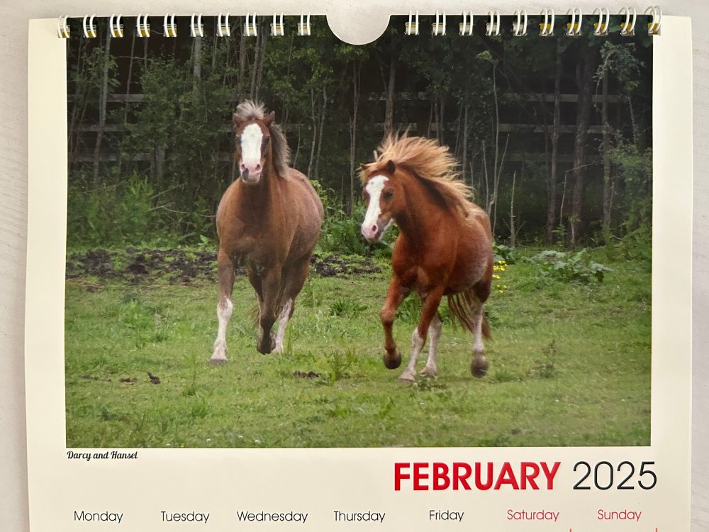 Two chestnut horses are galloping across a grassy field on the February page of the Cecil’s Horse Sanctuary 2025 calendar.