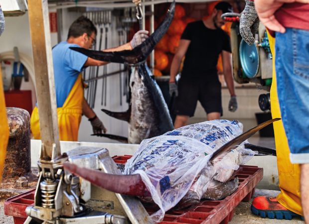 iPROPEZESPADA: Innovación en la pesca del pez espada mediante medidas biométricas con IA
