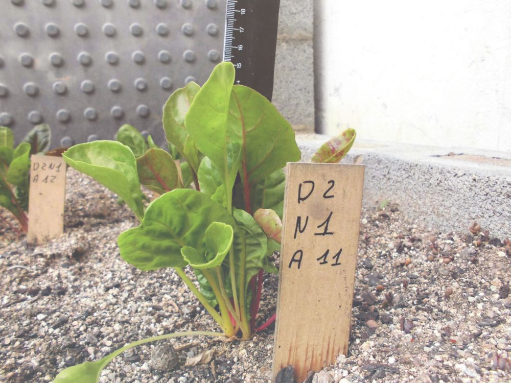 Un sistema innovador de reg amb aigua de mar sense filtratge ni dessalinització per a agricultura i jardineria