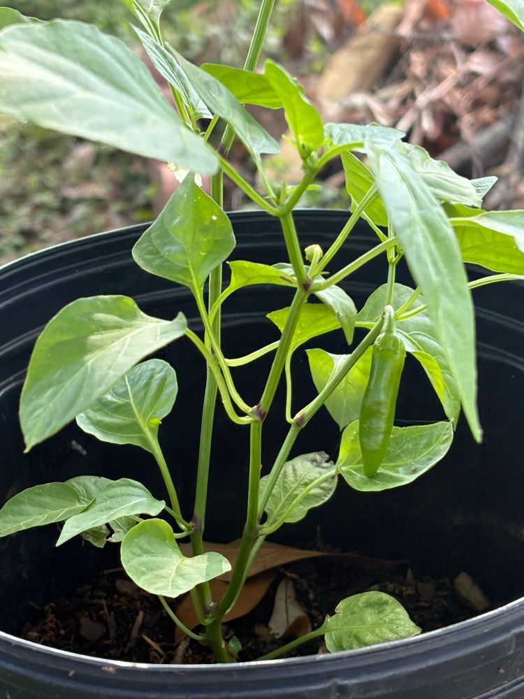 Jalapeño plant. 