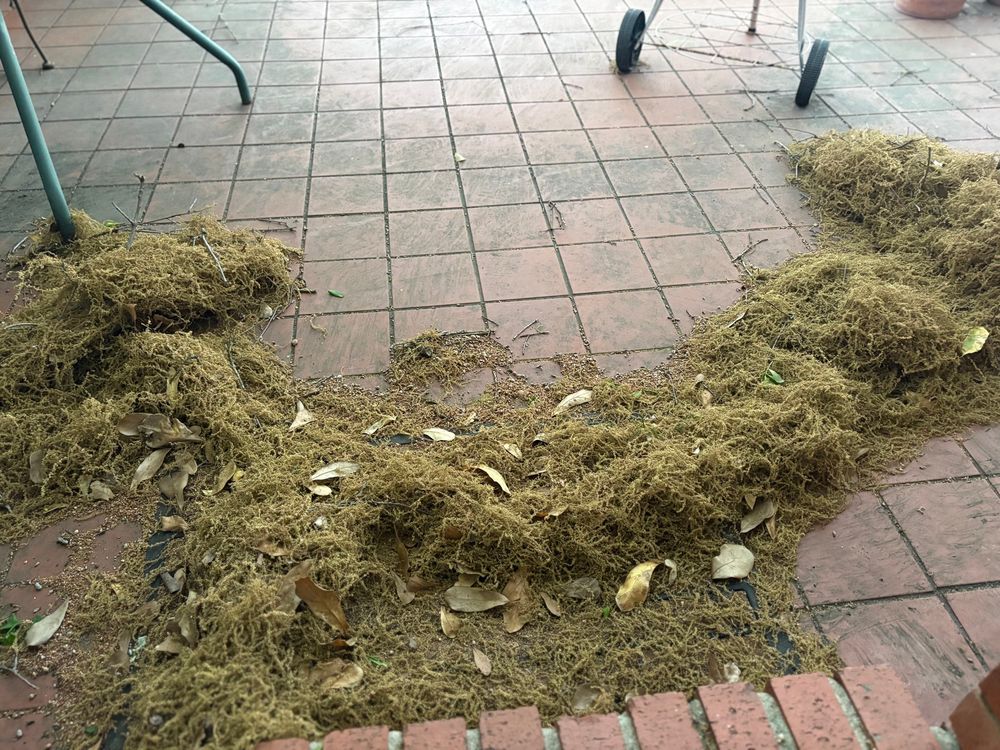 Tree pollen covering patio. 