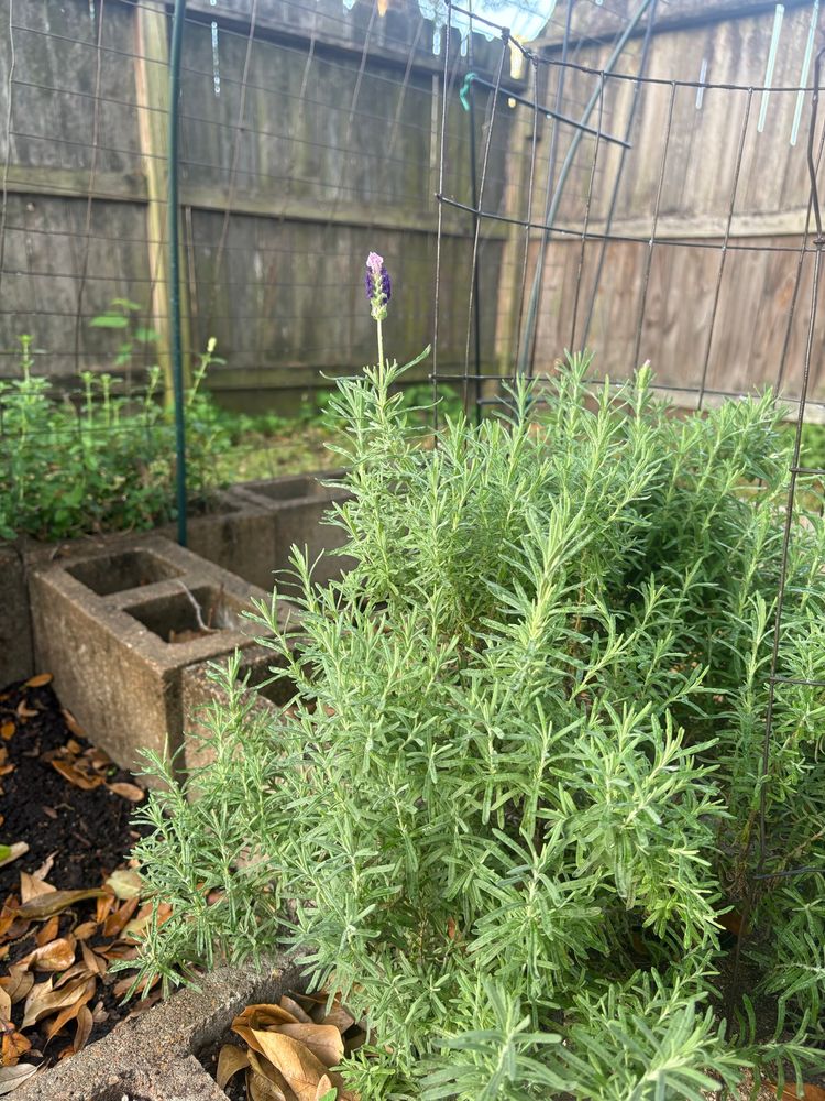Meadow Sage blooming