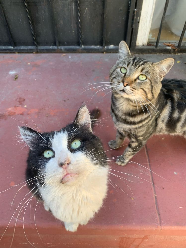 Two friendly stray cats that we feed - one black & white called Smudge & Tabby named Jeff. 