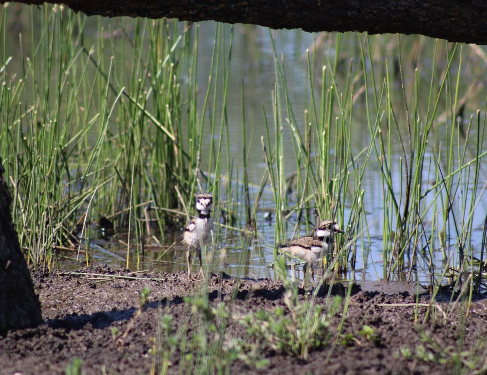 2 baby killdeer on the shore of a pond. 
