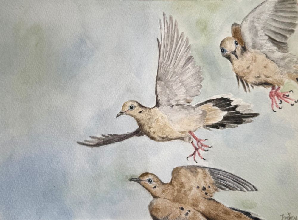7x9 inches watercolor painting of three mourning doves flying in the sky. Reference images used are by Ron Dudley, Larry Ditto, and also myself. 