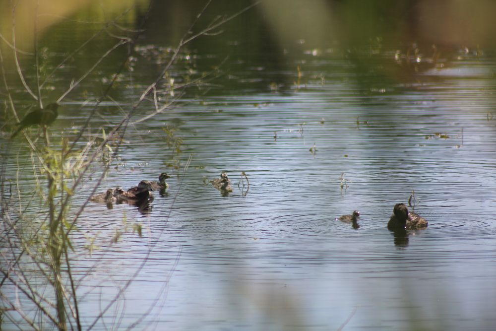 The mother and father grebe can be seen taking care of their many babies. There is also a red winged blackbird in frame, out of focus. 