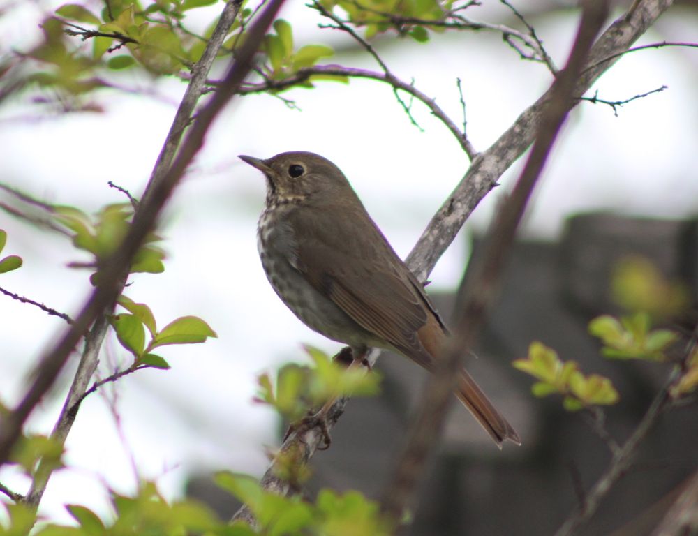 Hermit thrush perched in a tree. Shot with canon EOS 2000D