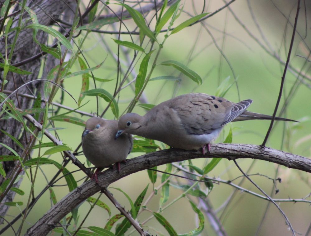 A pair of mourning doves perched in a willow tree. The dove on the right was ruffling the feathers of the dove on the left. Shot with canon EOS 2000D. 