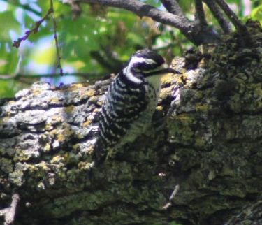 Female nutall’s woodpecker. Shot with canon EOS 2000D. 