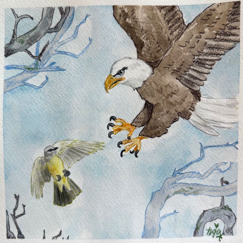 A quick watercolor and colored pencil illustration of a bald eagle chasing a western kingbird.  7x7 inches. 