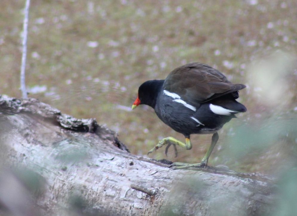 Common gallinule walking across a log on top of a pond. Shot with canon EOS 2000D. 