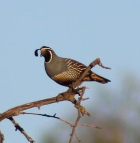 Male California quail perched high up in a tree. 