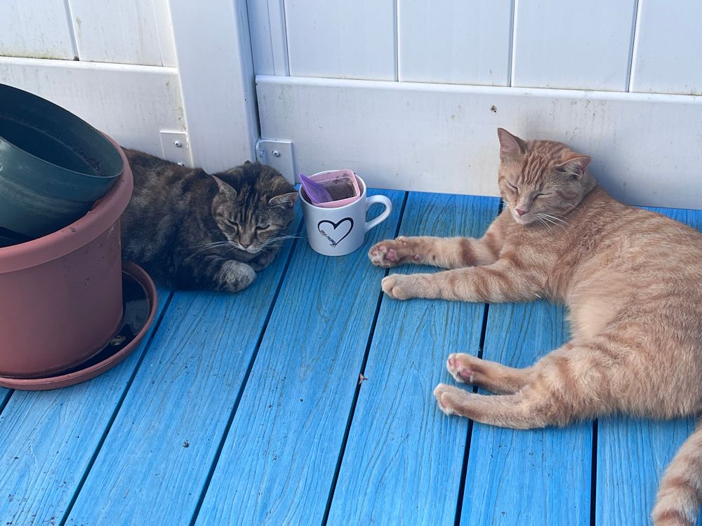 Trixie, a Moggie, on the left. Simba, an orange Moggie on the right. Trixie hates Simba, and usually runs away when he gets near. 
