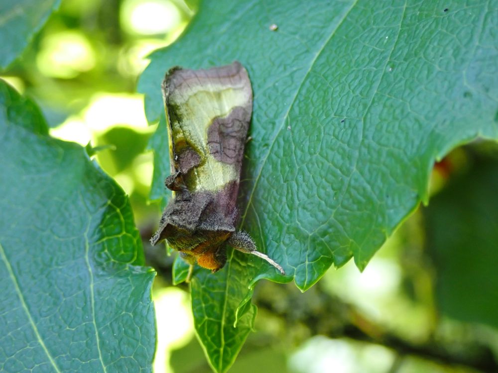 A chocolate brown and gold coloured moth with foxy brown coloured face, resting head down on a climbing Hydrangea leaf.