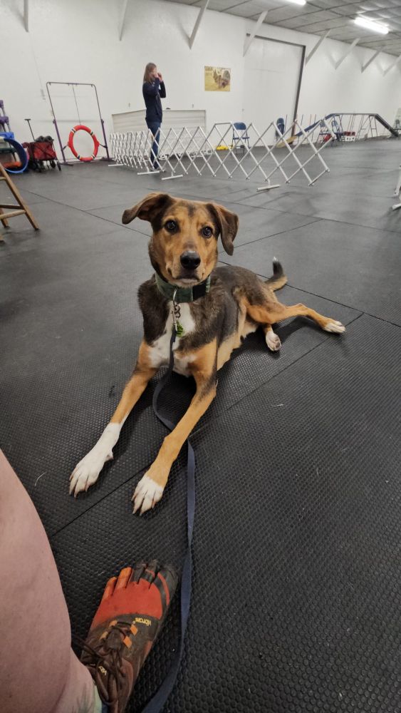 Dark brown and tan dog with white paws lays on the floor in a dog training center while looking at the camera