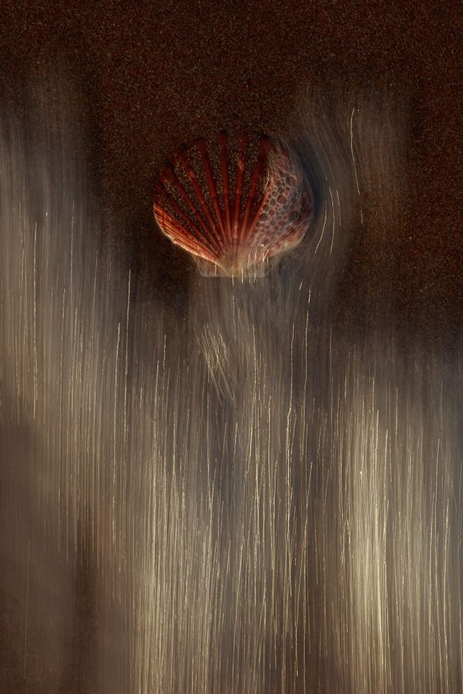 A vertical-format photo of an orange scallop shell top centre with bright gold stripes from top to bottom created by photographing moving sea foam with a slow shutter speed. Bubbles of sea foam on the shell. 