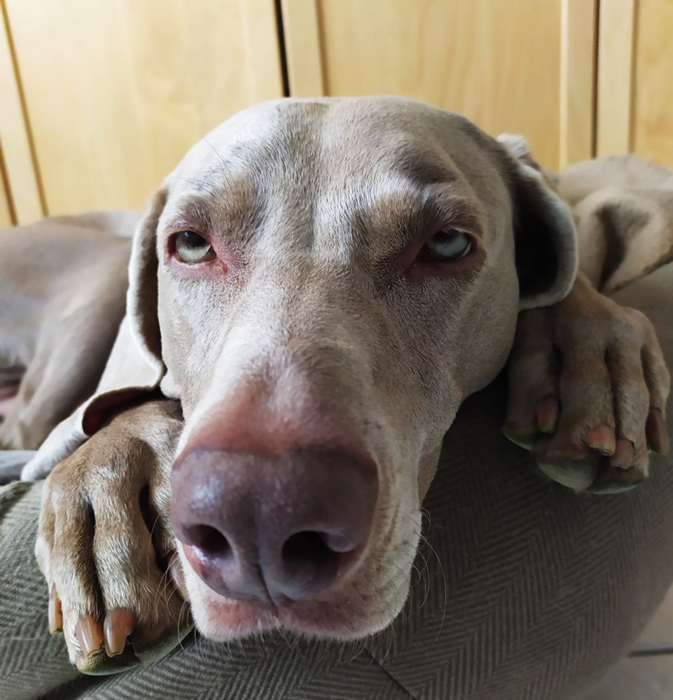 Portait d'une chienne innocente.