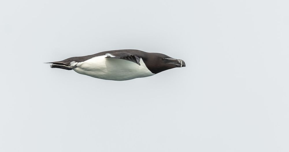 Pingouin torda (Alca torda) en vol.