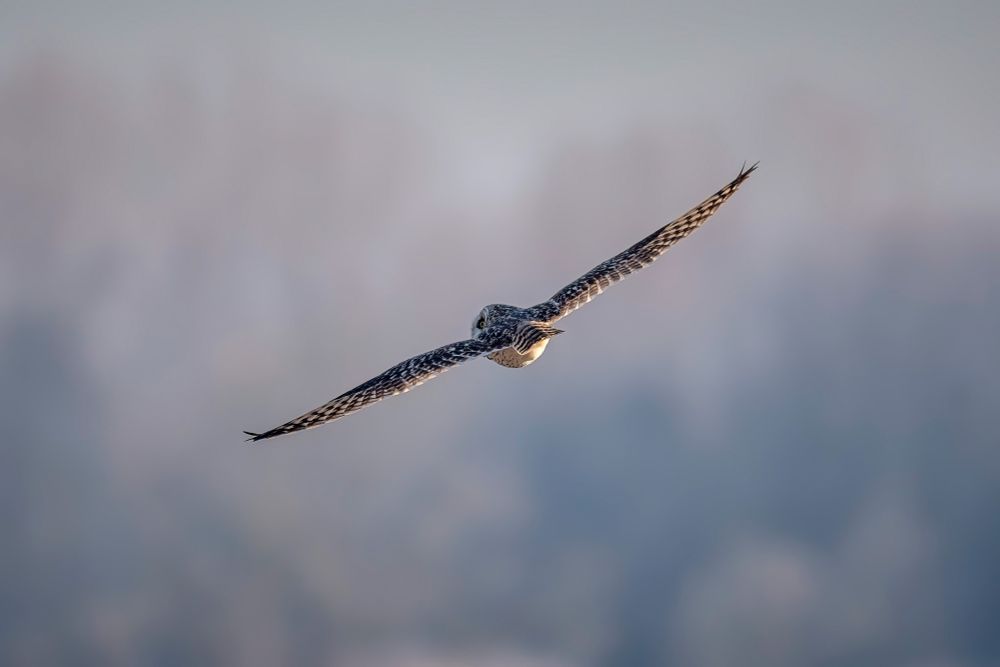 Hibou des marais (Asio flammeus) de dos, les ailes déployées.