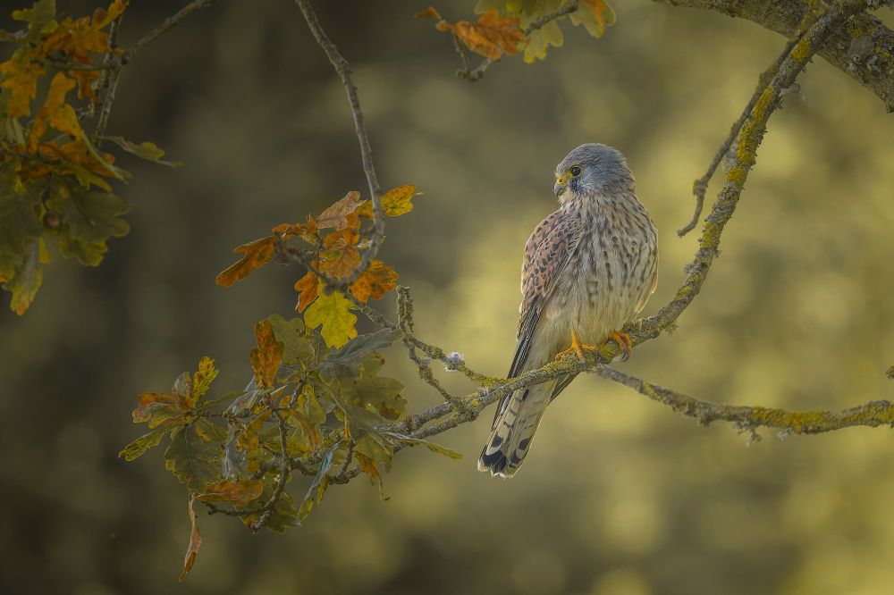 Faucon crécerelle (Falco tinnunculus) posé sur une branche de Chêne sur un arrière-plan aux couleurs chaudes de l'automne.