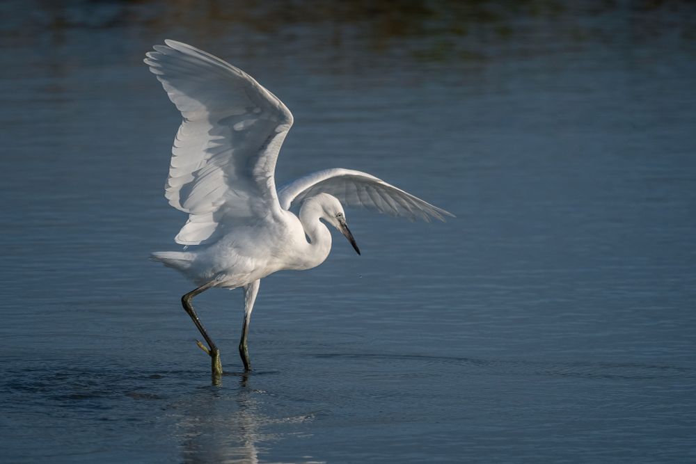 Aigrette garzette (Egretta garzetta) les ailes déployées, pose ses grandes pattes dans une eau réputée froide des bords de mer des Côtes-d'Armor.