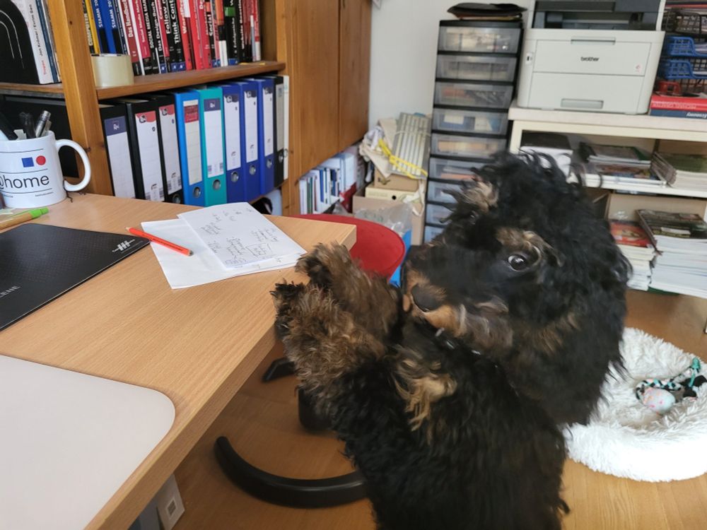 Ein Cockapoo steht vor einem Schreibtisch und regt sich mit den Vorderpfoten auf die Tischplatte - gerade so als wollte er mitarbeiten.