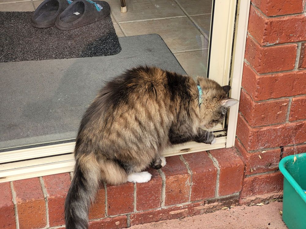 Brown &tan tabby cat with blue collar sitting in front of a glass sliding door, cleaning her right front paw while waiting to be let inside. She's fluffy.