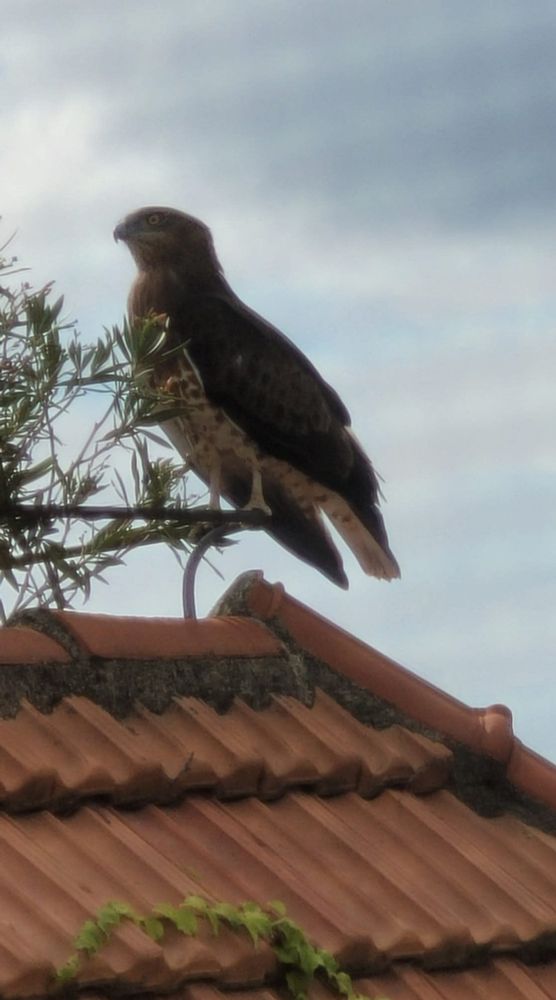 A short-toed snake eagle has the Latin name of Circaetus gallicus. This bird has brown and white feathers. 