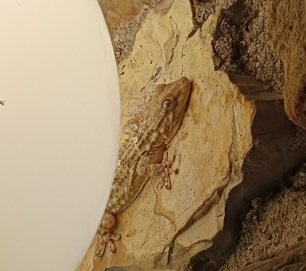 A very well disguised geko is hidden behind a lamp. It is light brown exactly like the stone where he climbed up. He is waiting for the next insects to kill. 
