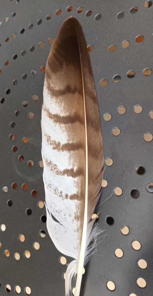 A feather of short-toed snake eagles, white, brown and brown stripes. 