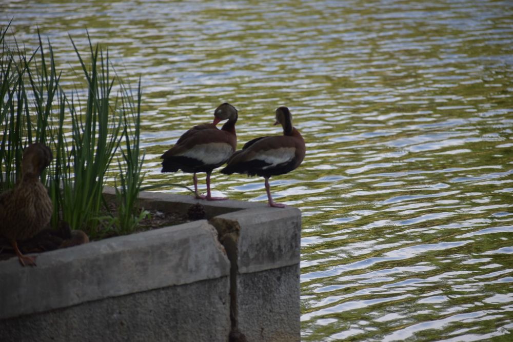 Two black bellied whistling ducks on the waterway edge.