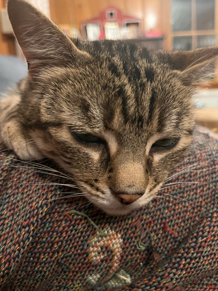 A gray tabby rests her head on a brown tweed blanket. Her eyes are half closed in a pose of either zen contentment or feline ennui. 