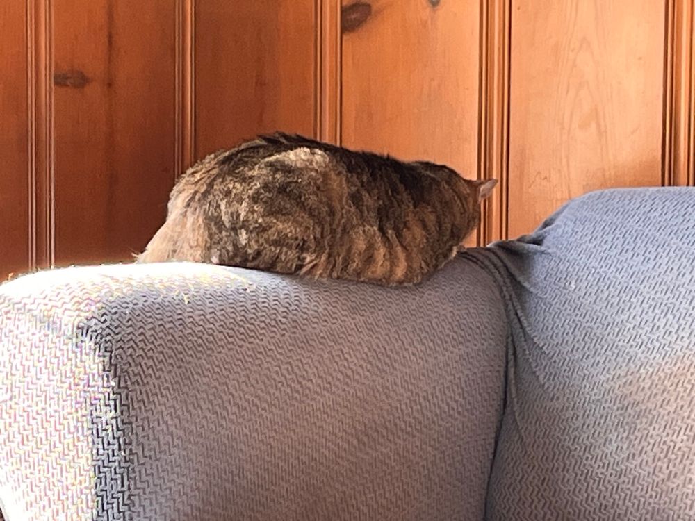 A brown tabby cat is huddled on the arm of a gray couch. She’s facing away from the room with her head towards a brown paneled wall. She appears to be sleeping, or in deep contemplation.