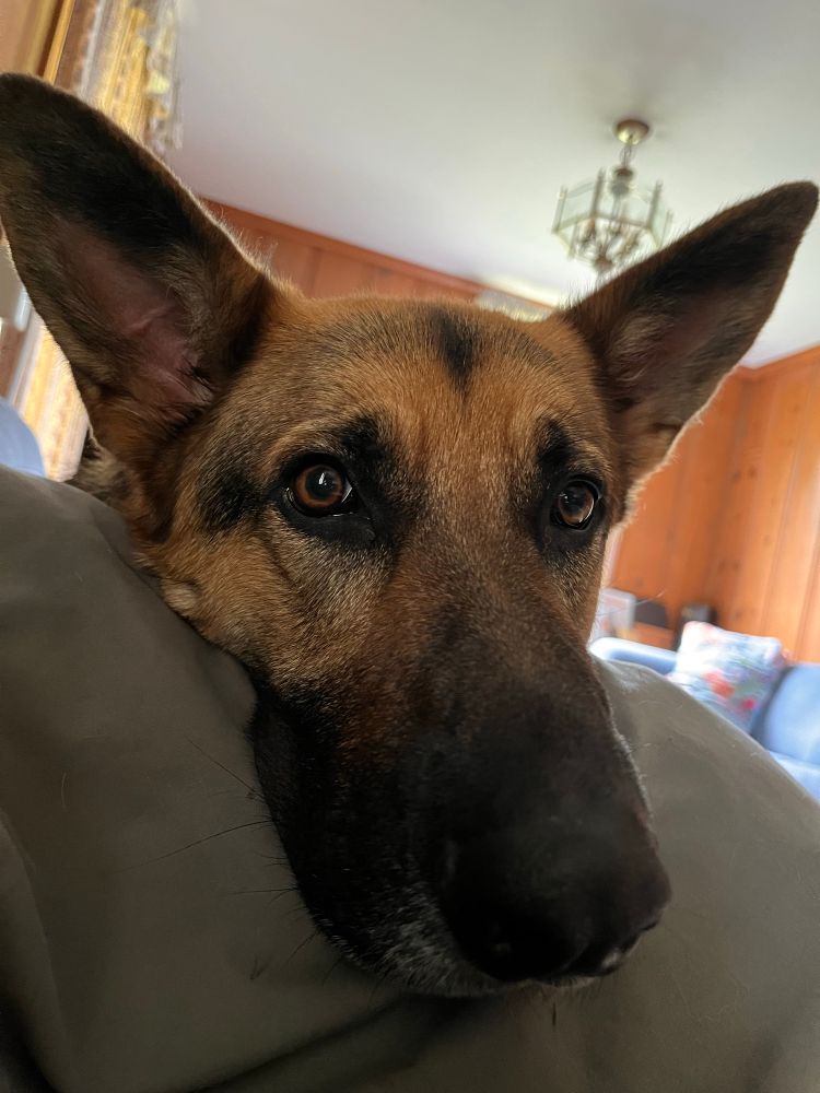 A large German Shepherd Dog with black nose, tan face and big brown eyes and ears. His forehead is crinkled with concern. 