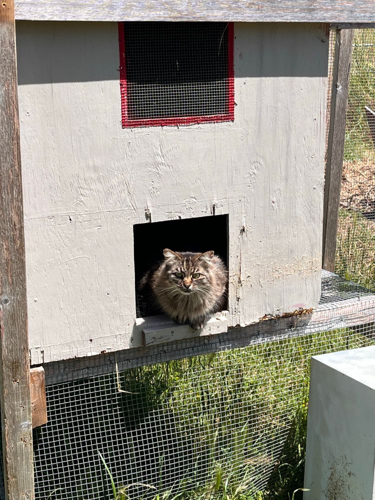 A fluffy brown tabby cat looks disdainfully at the camera from the doorway of a chicken coop. No chickens were harmed in the making of this picture. 
