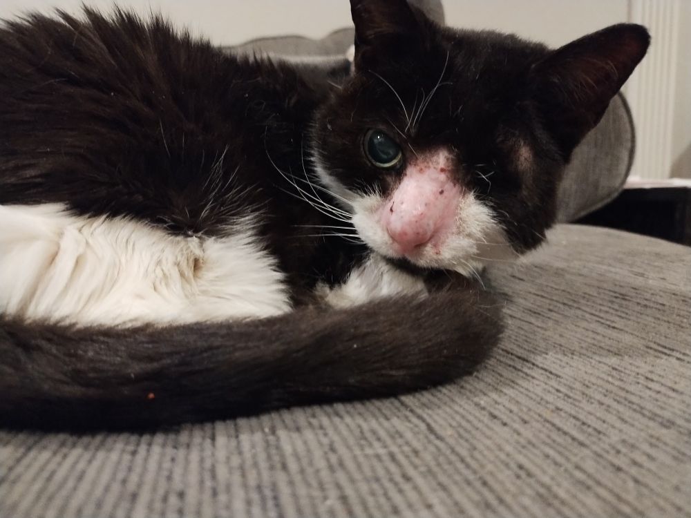Black and white tuxedo kitty with one eye