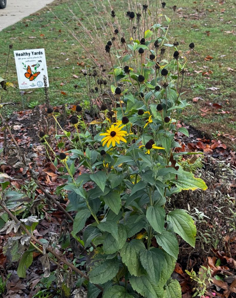 A single yellow coneflower left amidst several dried coneflower seed heads. 