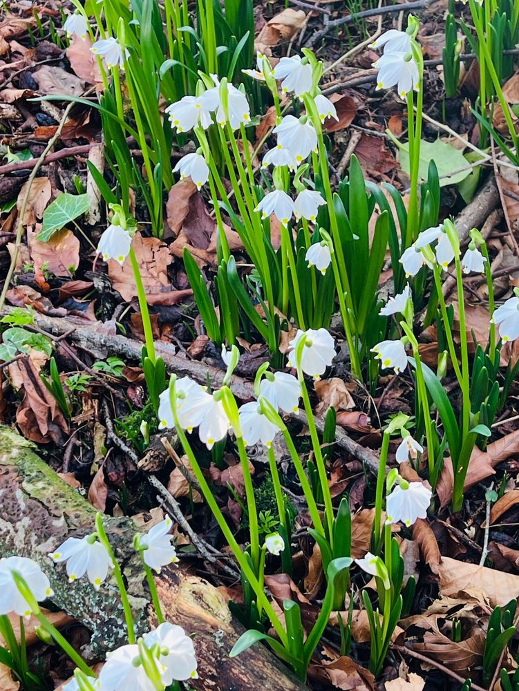 Snowbell snowdrops