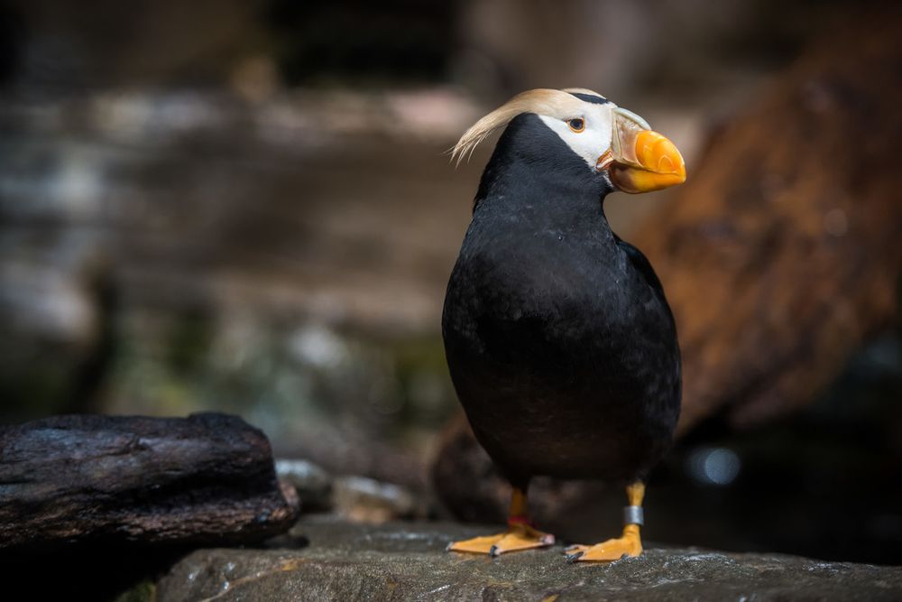 A tufted puffin stands against a rocky backdrop in its breeding plumage, including a white face, bright orange beak, and yellow tufted head feathers