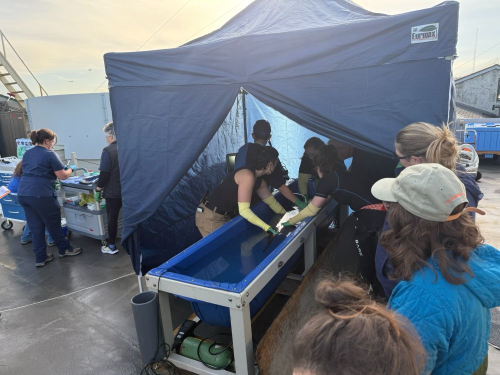 Aquarium staff and volunteers gather around an anesthetized leopard shark as they perform an annual exam