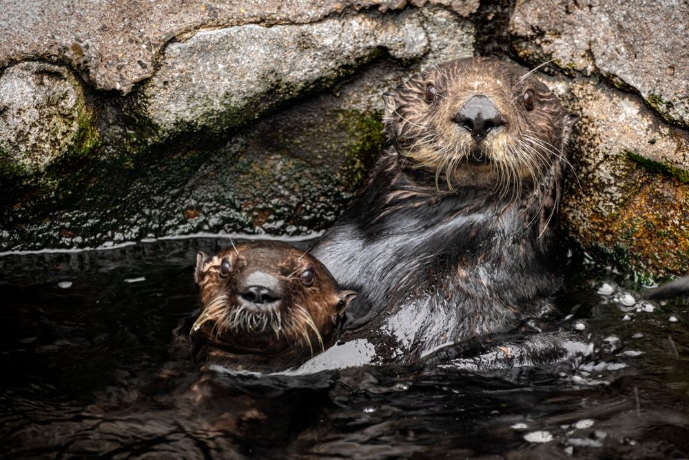 A southern sea otter holds a pup while peering at the viewer and floating upright in dark water against a rocky backdrop