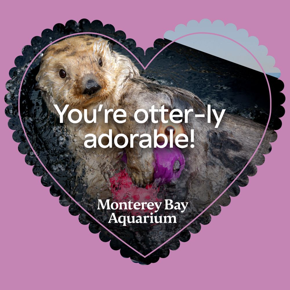 A purple heart-shaped valentine shows a sea otter playing with toys with text that reads “You’re otter-ly adorable!”