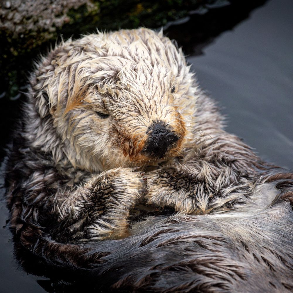 A sleepy Rosa the sea otter floats on her back in the still, dark water of the sea otter exhibit at the Monterey Bay Aquarium. She has her little front paws tucked up gently below her chin on her blonde tummy, her eyes barely open as she struggles to stay awake.