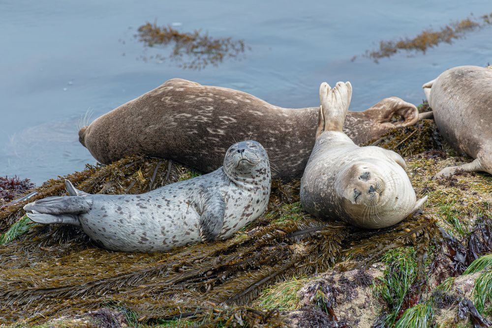 Harbor seals rest on sea grass during low tide at Hopkins Beach
