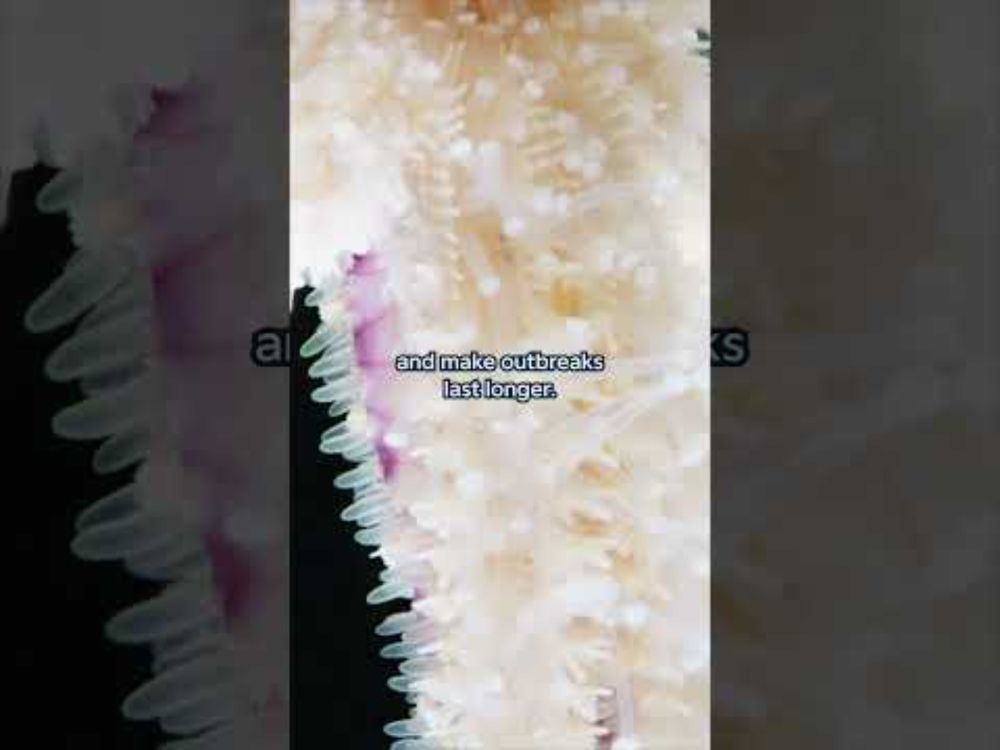 We're growing sunflower stars! | #shorts