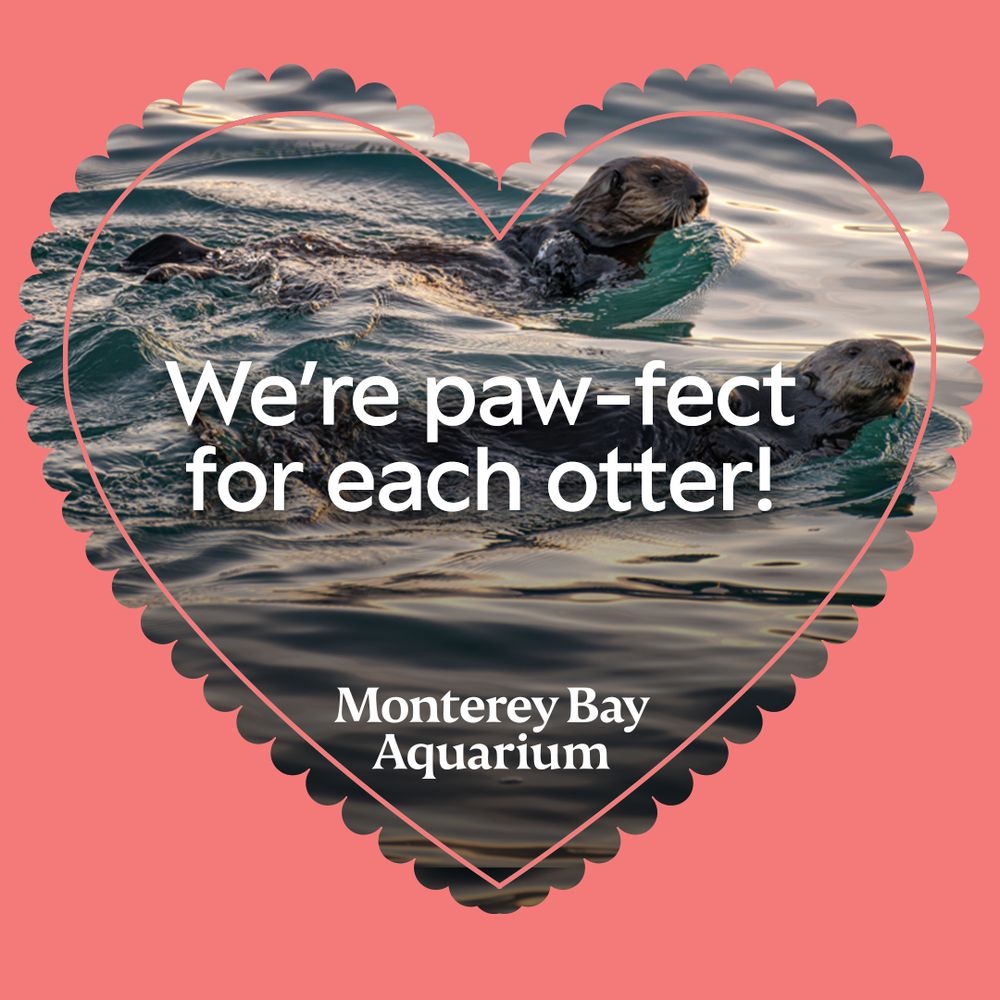 A reddish pink heart-shaped valentine shows two sea otters swimming together with text that reads “We’re paw-fect for each otter!”
