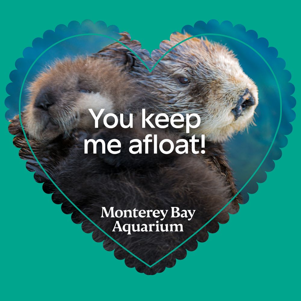 A teal heart-shaped valentine shows a sea otter with a pup resting on its chest with text that reads ‘You keep me afloat!”