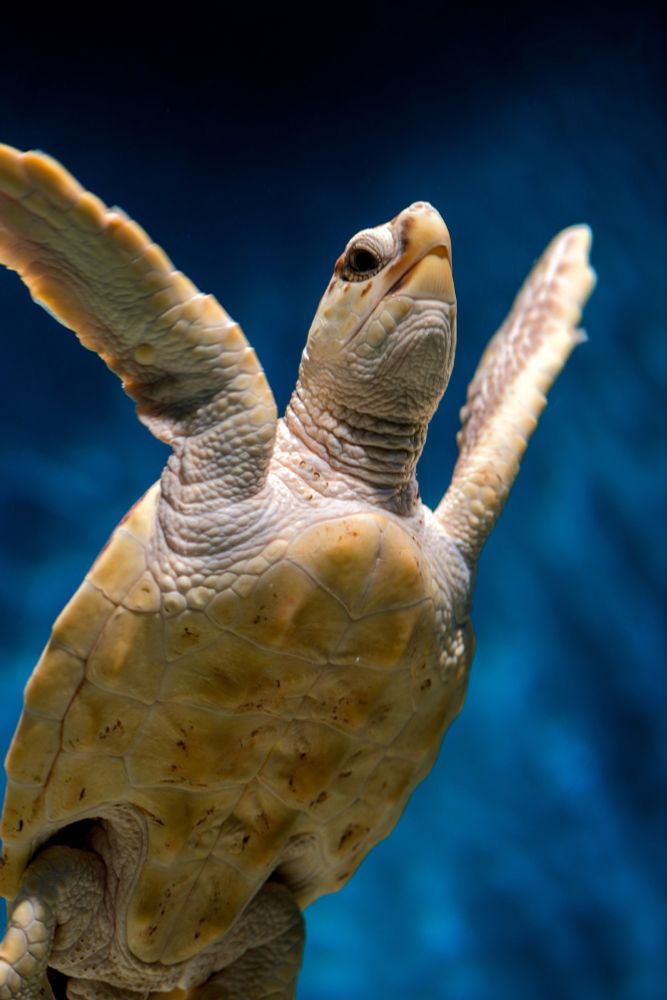A young loggerhead sea turtle swims upward with flippers outstretched against a deep blue underwater background