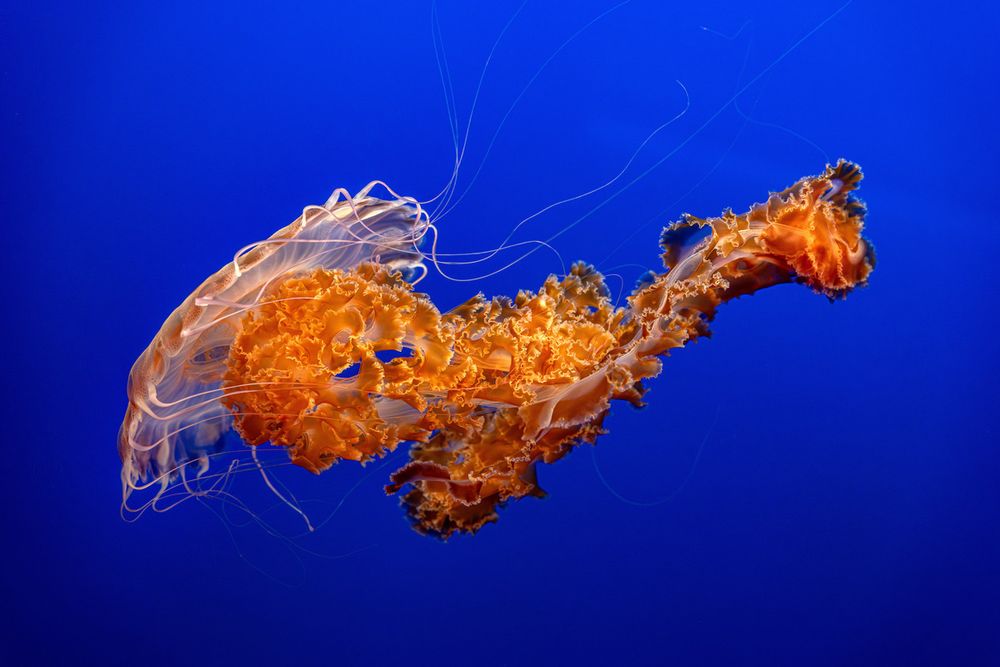Black sea nettle with long, flowing, orange tentacles drifting gracefully through deep blue ocean water
