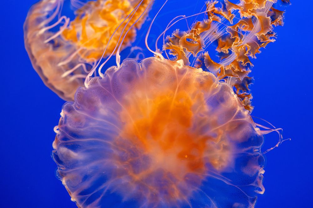A close up of the top bell of a black sea nettle with another slightly blurred in the background